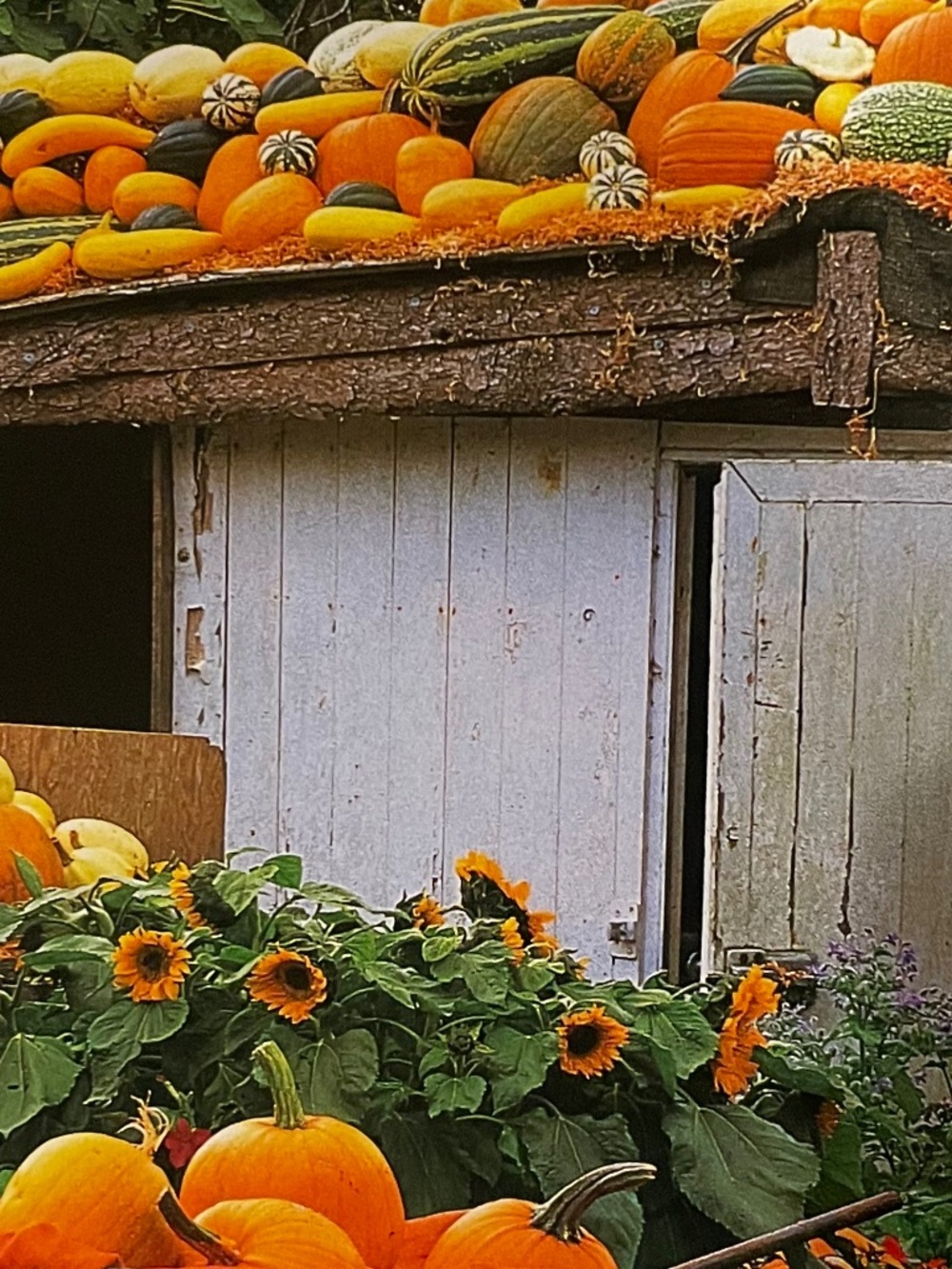 Punmpkins:  A Photographic Celebration - Hardbound - Picture 10 of 13
